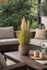 Pampas in pot voor binnen en buiten - 60 cm
