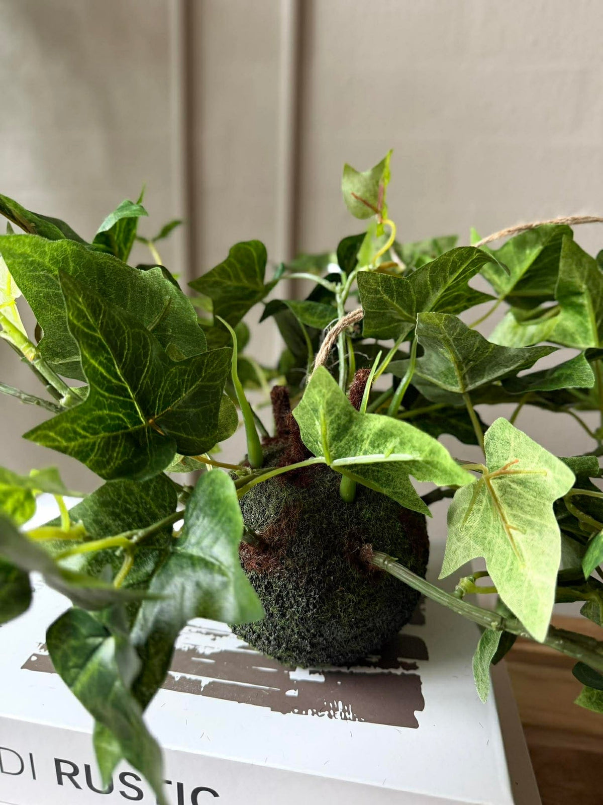 Hangplant klimop