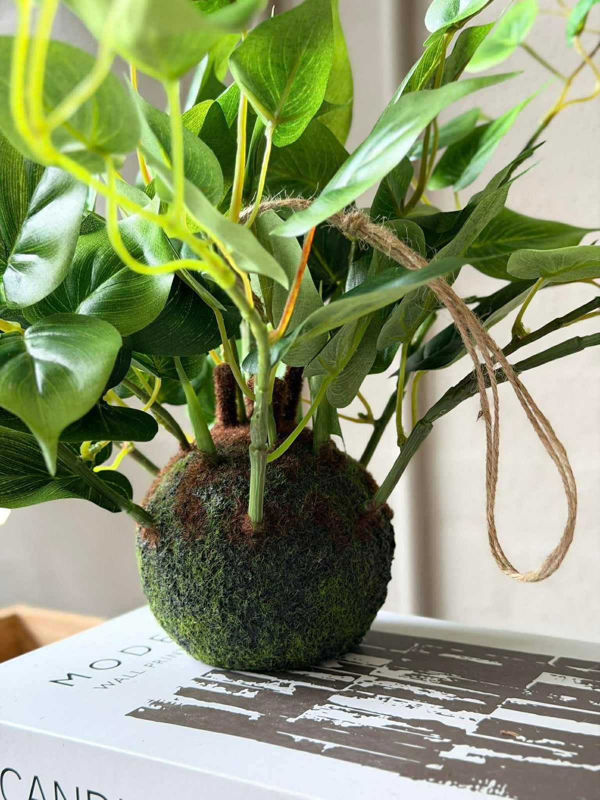 Hangplant hart philodendron