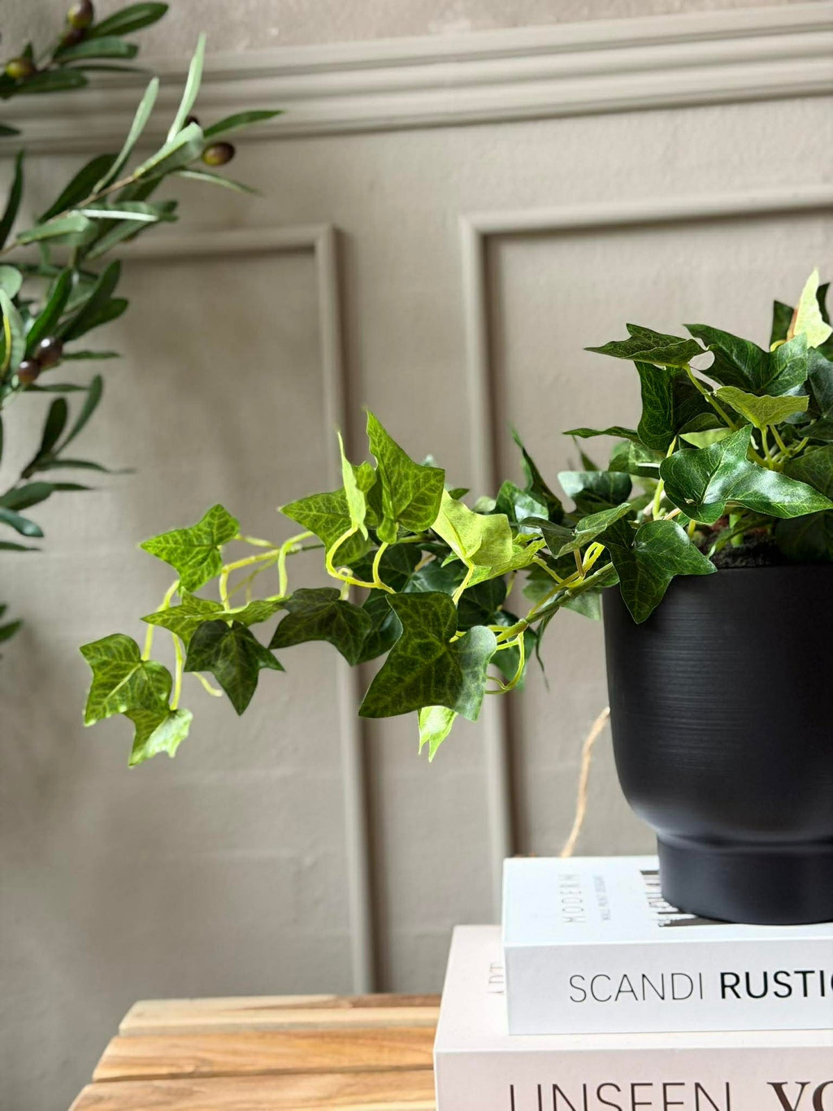 Hangplant klimop