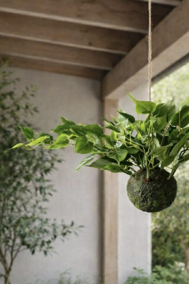 Hangplant hart philodendron