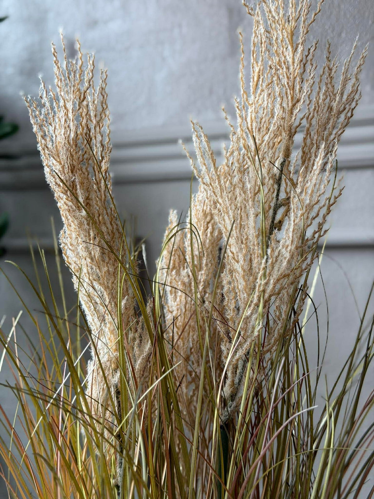 Pampas in pot voor binnen en buiten - 60 cm