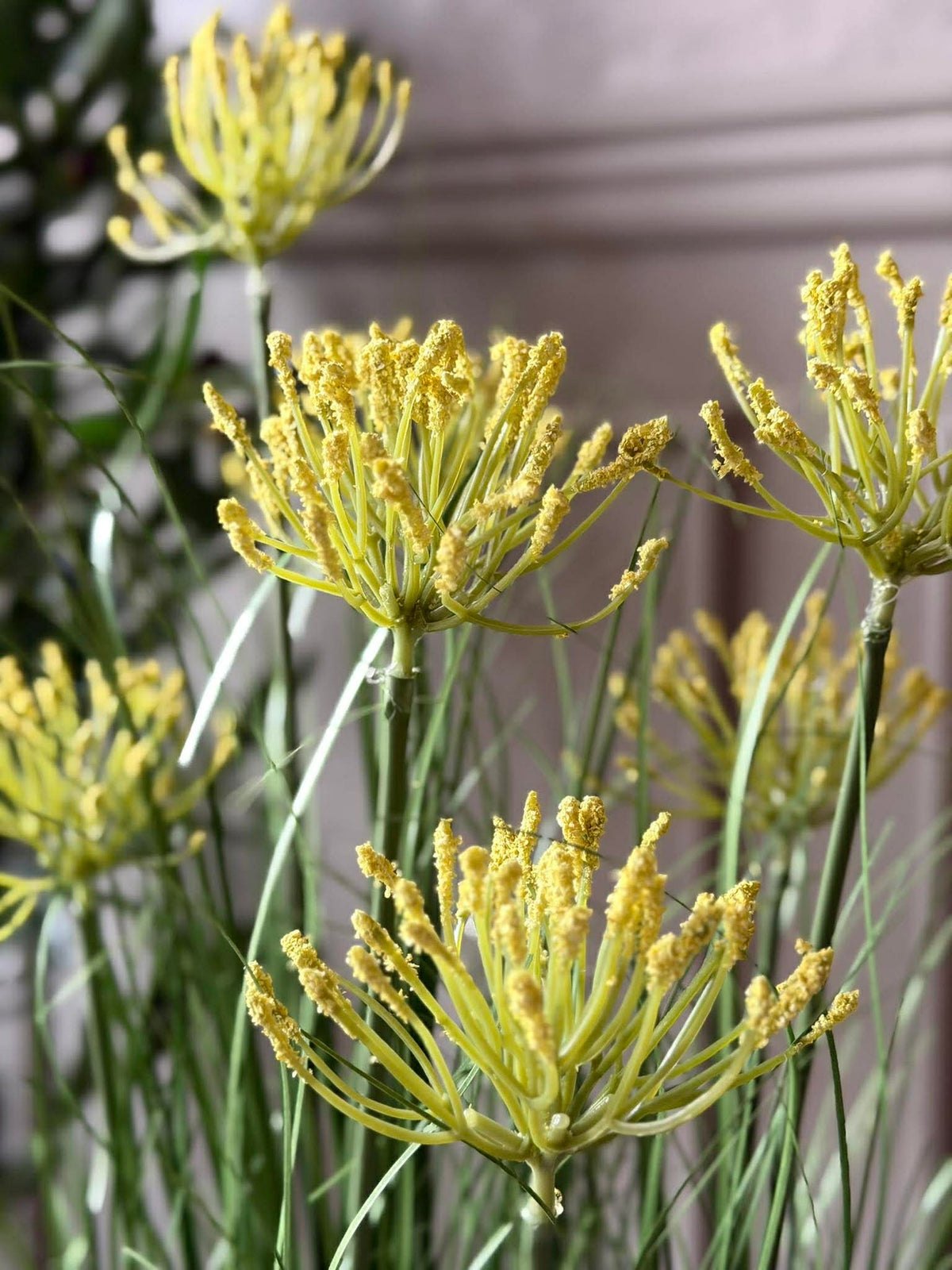 Schermbloem in pot voor binnen en buiten - 70 cm
