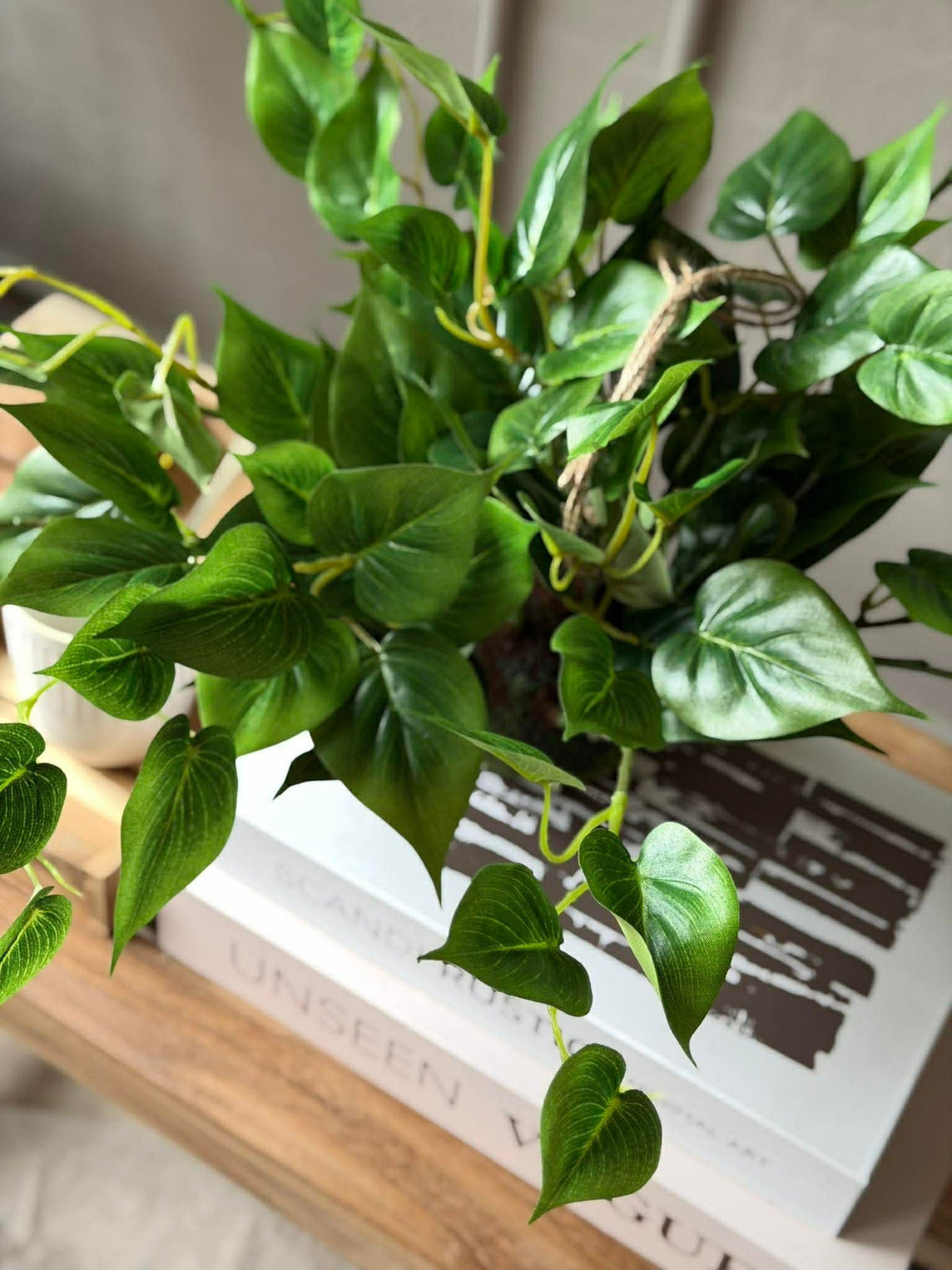 Hangplant hart philodendron