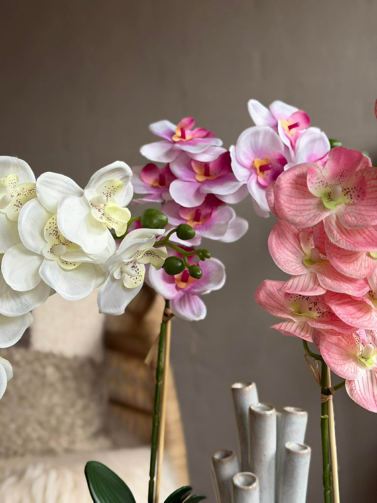 Orchidee in Pot - Meerdere kleuren