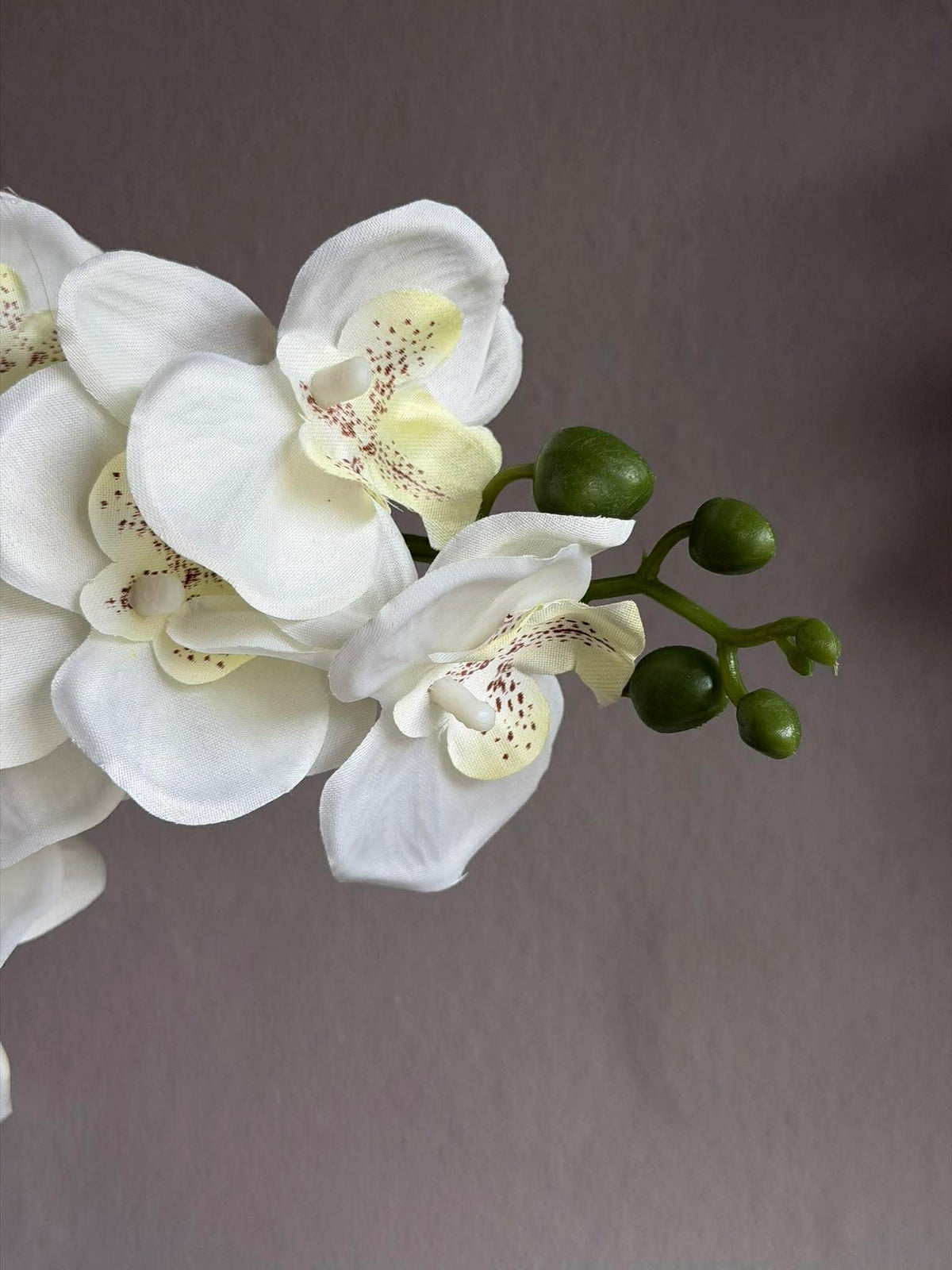 Orchidee in Pot - Meerdere kleuren