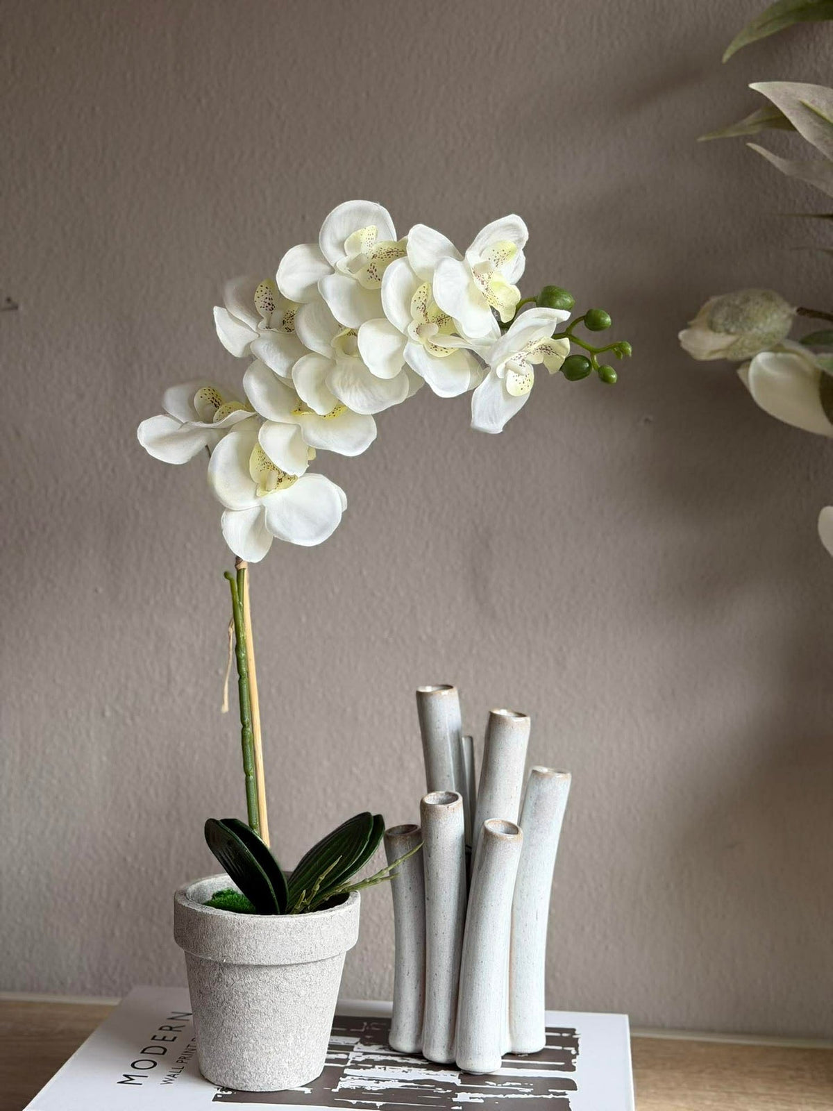 Orchidee in Pot - Meerdere kleuren