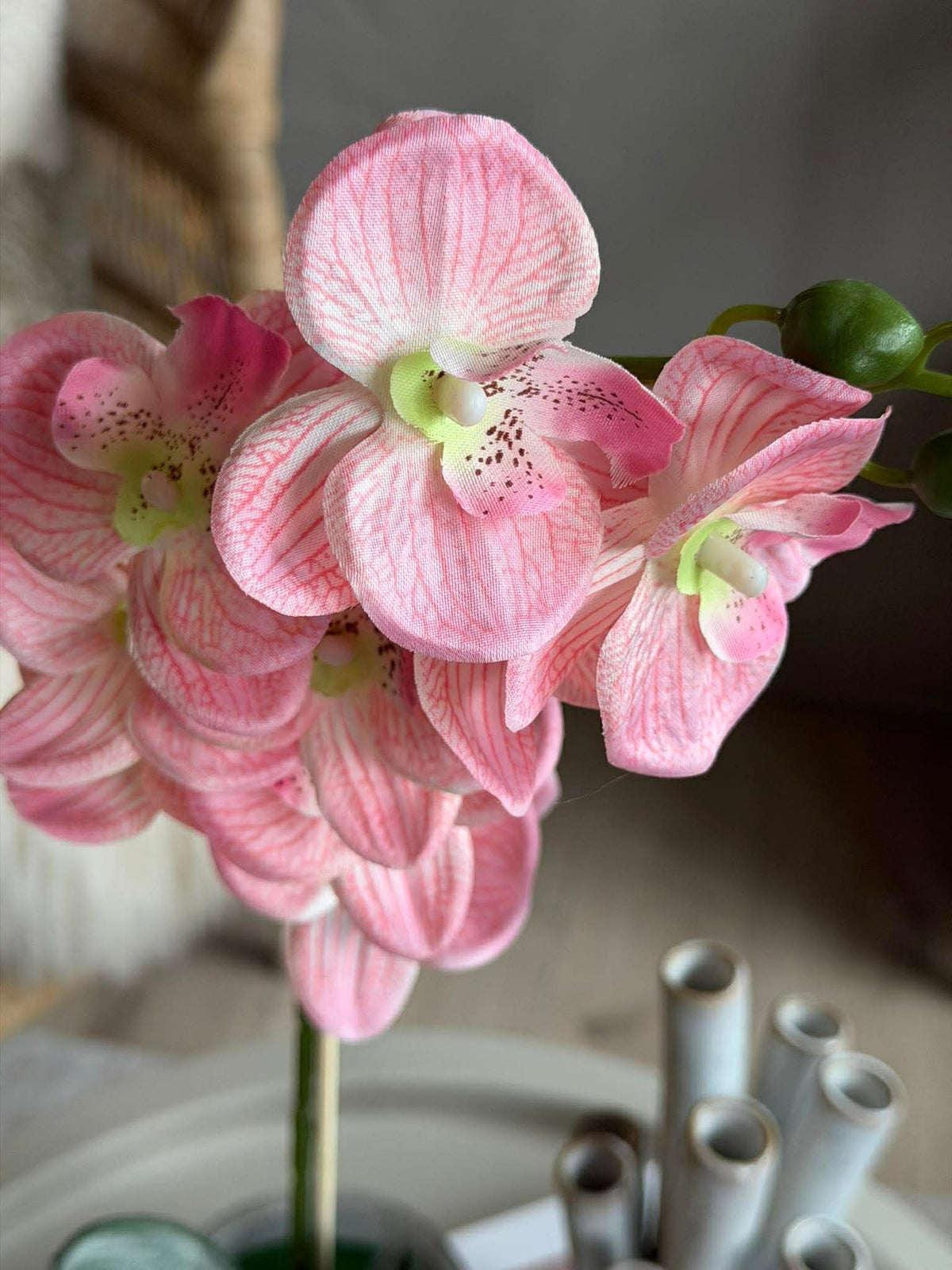 Orchidee in Pot - Meerdere kleuren