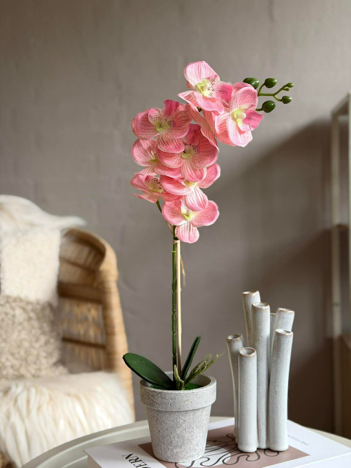 Orchidee in Pot - Meerdere kleuren