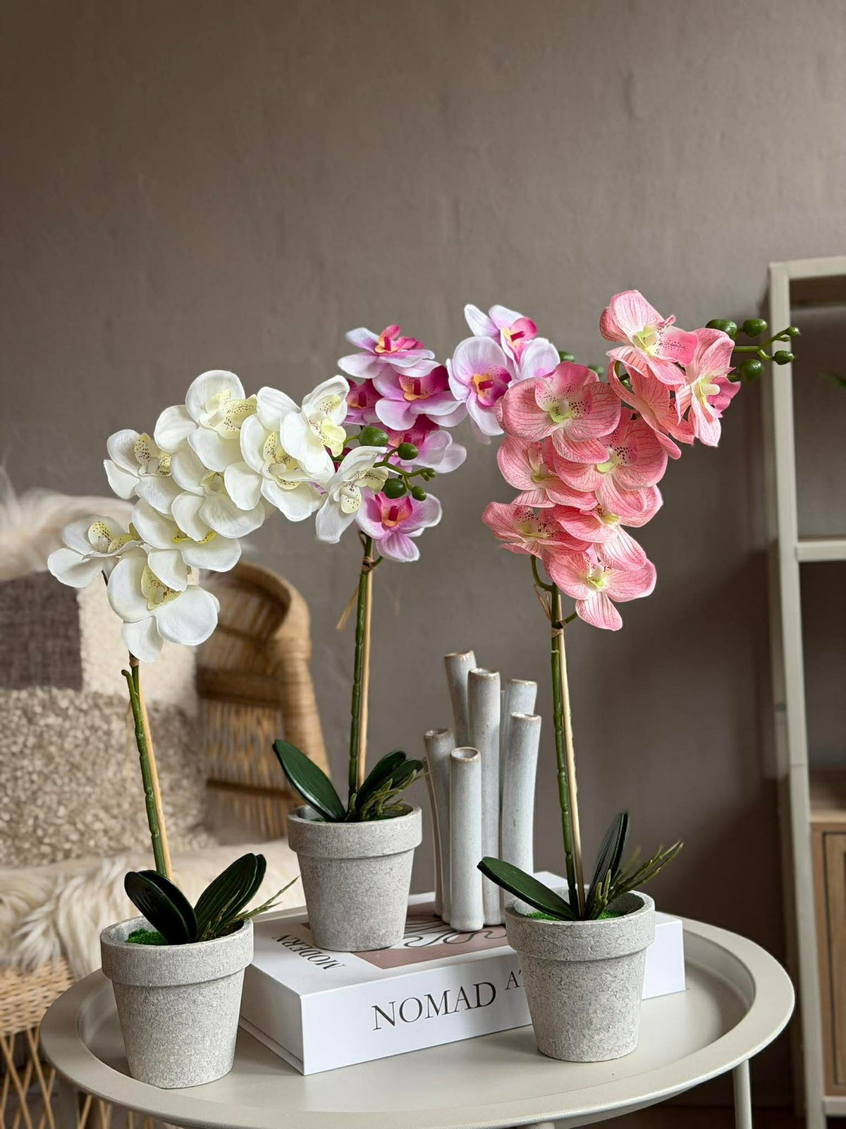 Orchidee in Pot - Meerdere kleuren