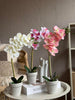 Orchidee in Pot - Meerdere kleuren