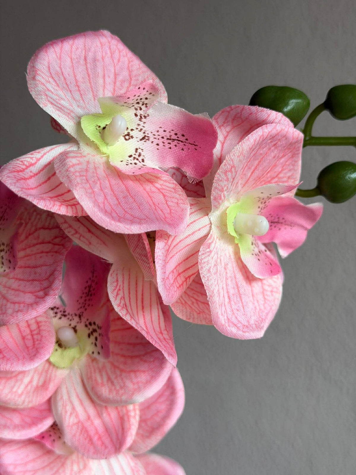 Orchidee in Pot - Meerdere kleuren
