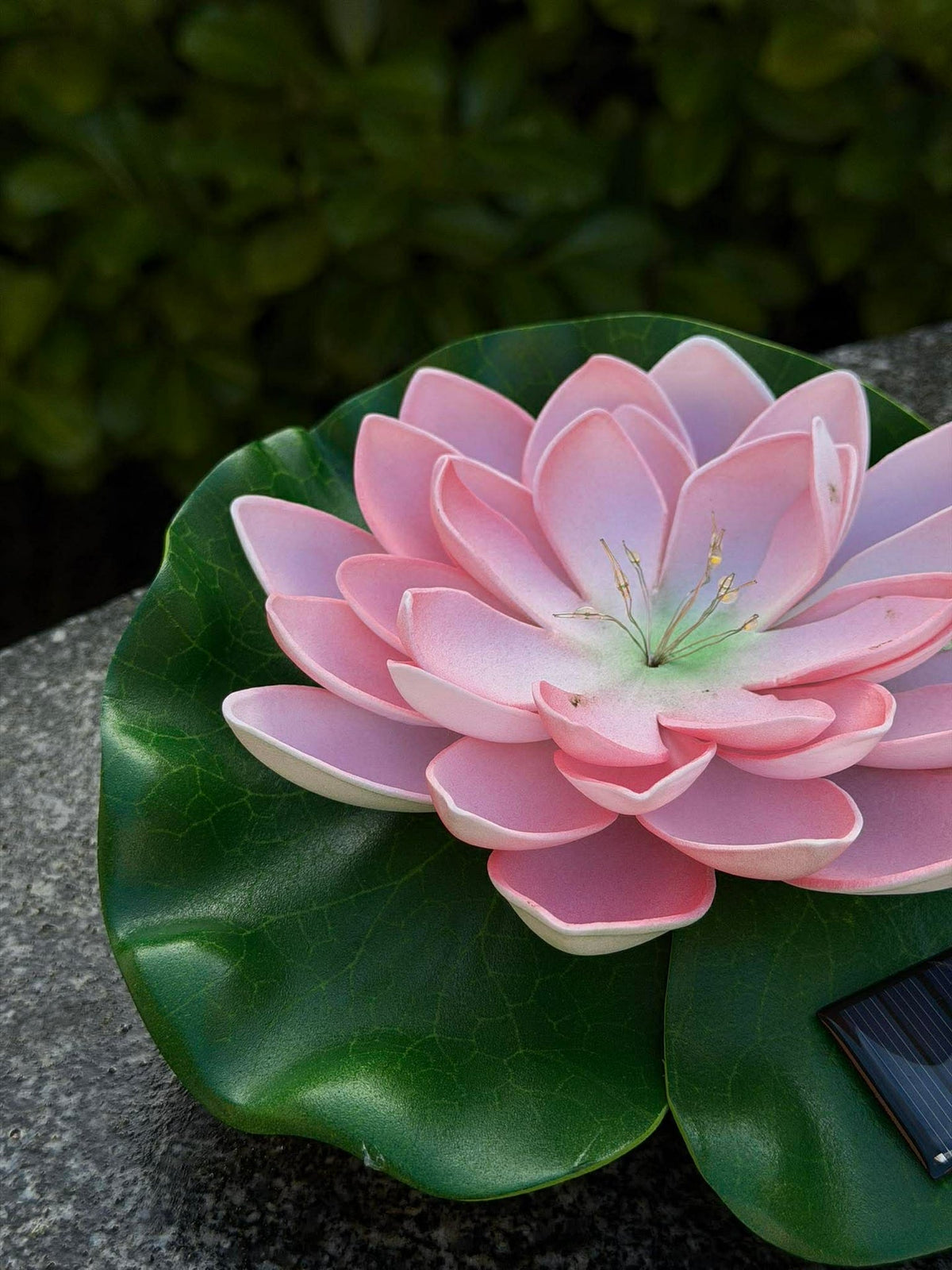 Solar LOTUS – Roze