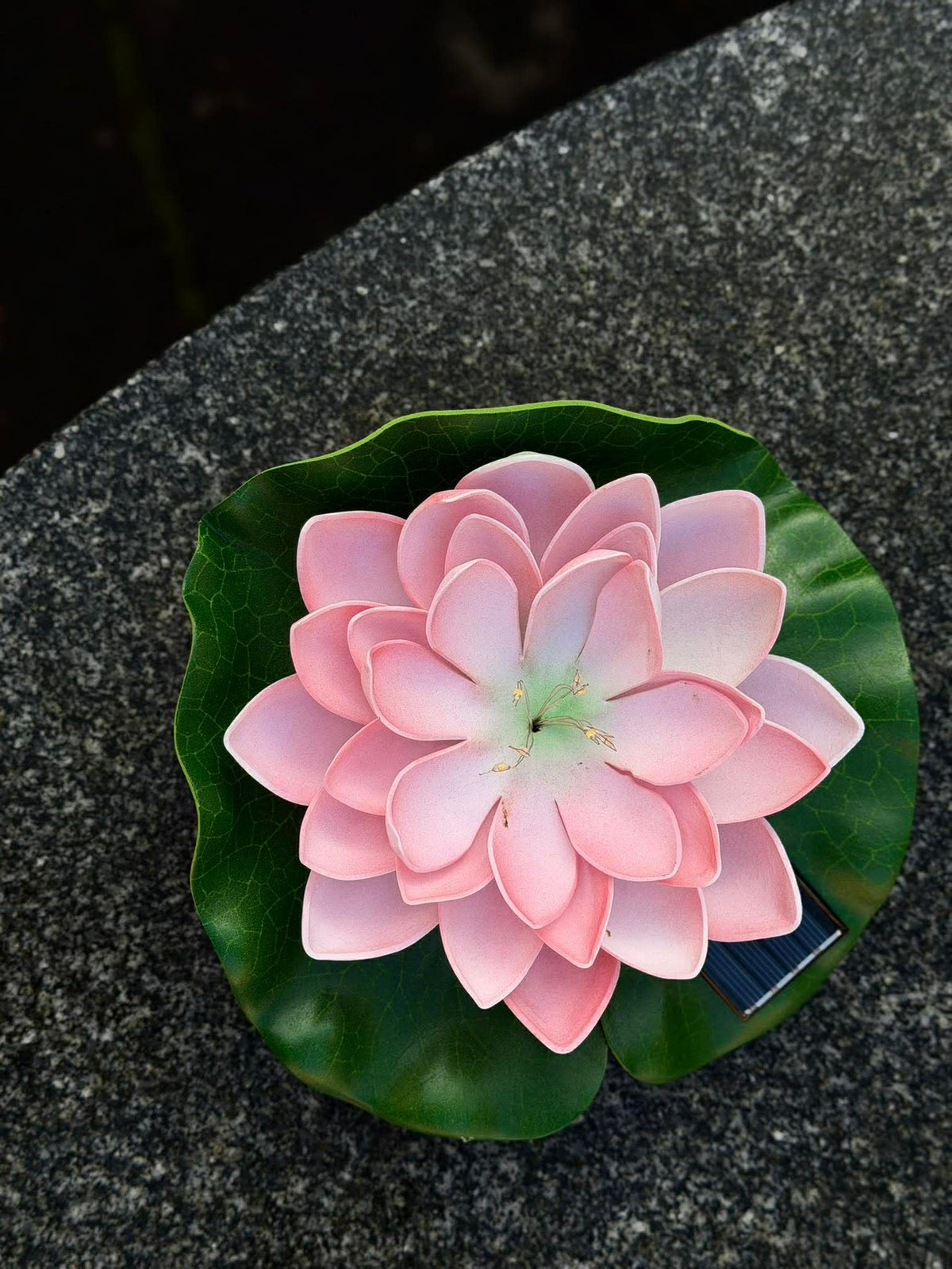 Solar LOTUS – Roze