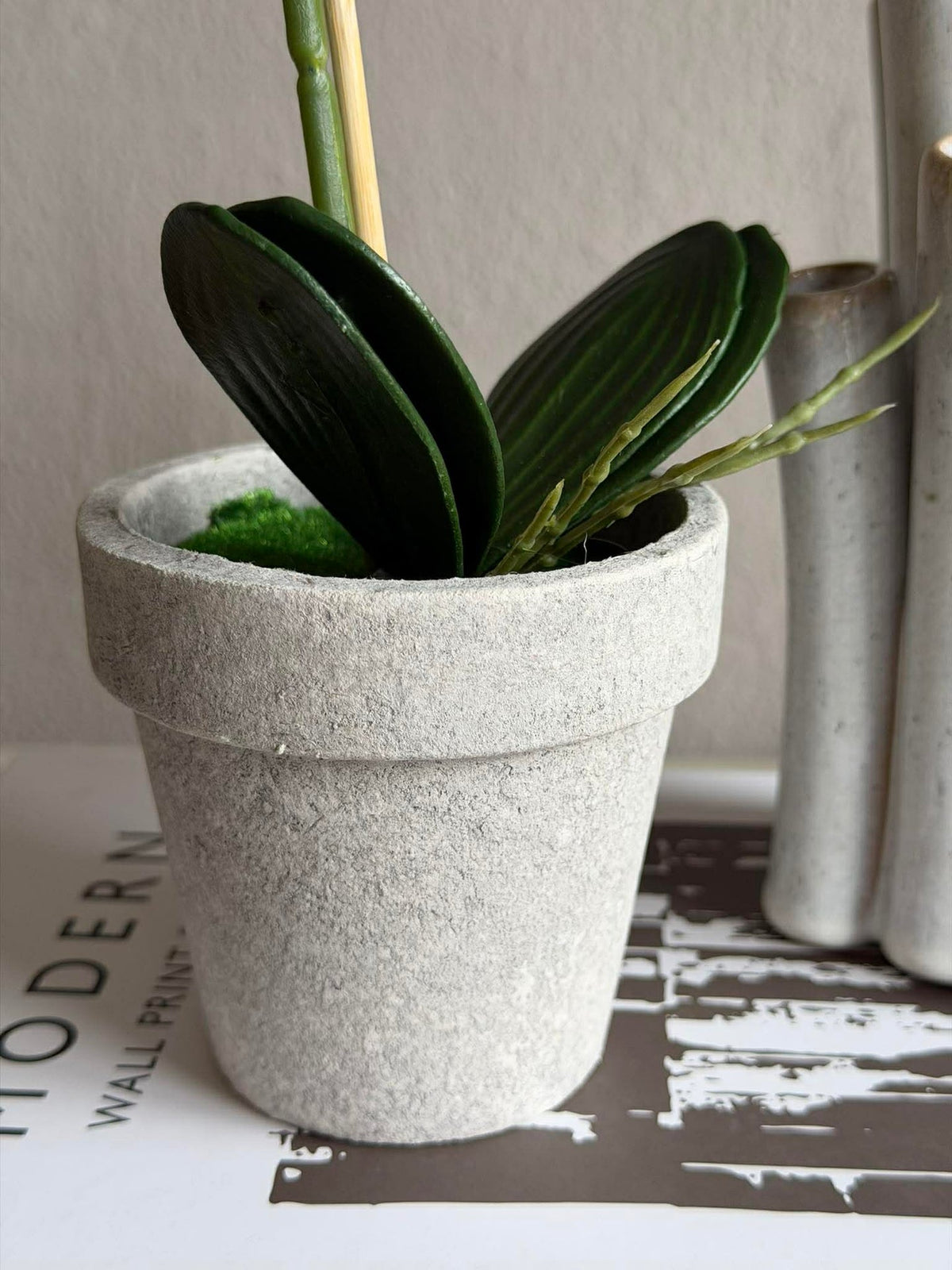 Orchidee in Pot - Meerdere kleuren