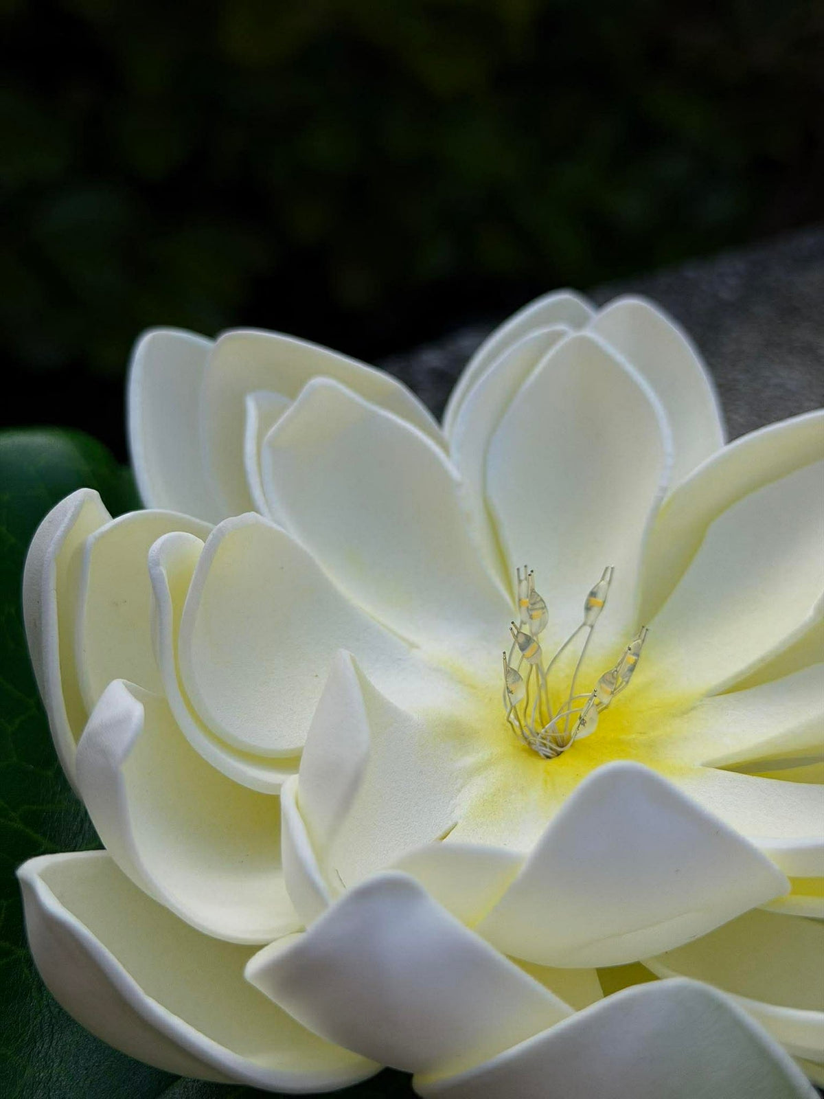 Solar LOTUS – Wit