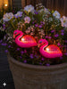 Flamingo op spies - Solar