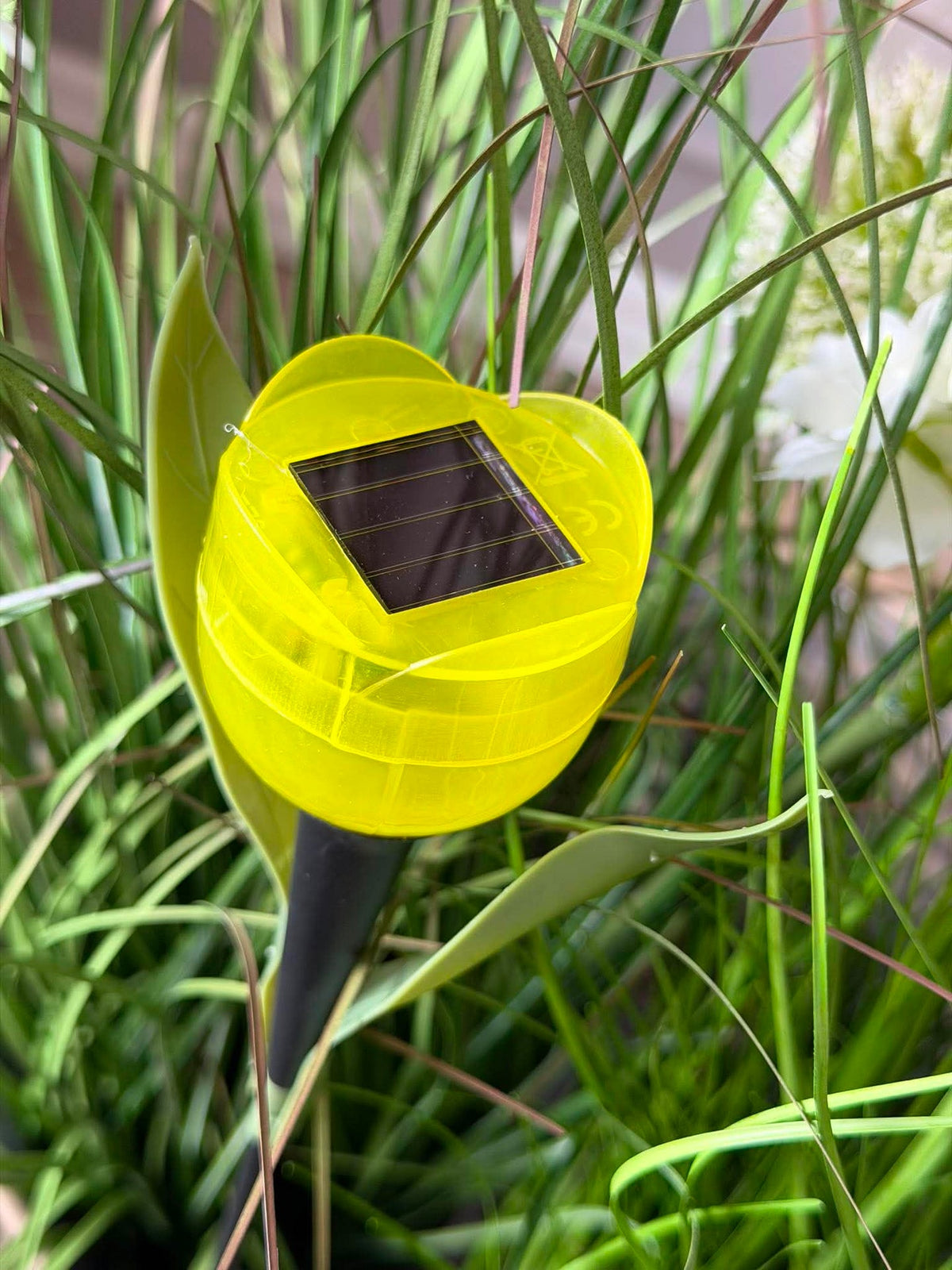 Tulipan Solar - Meerdere kleuren