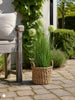 Gras en alliumbloemen in pot