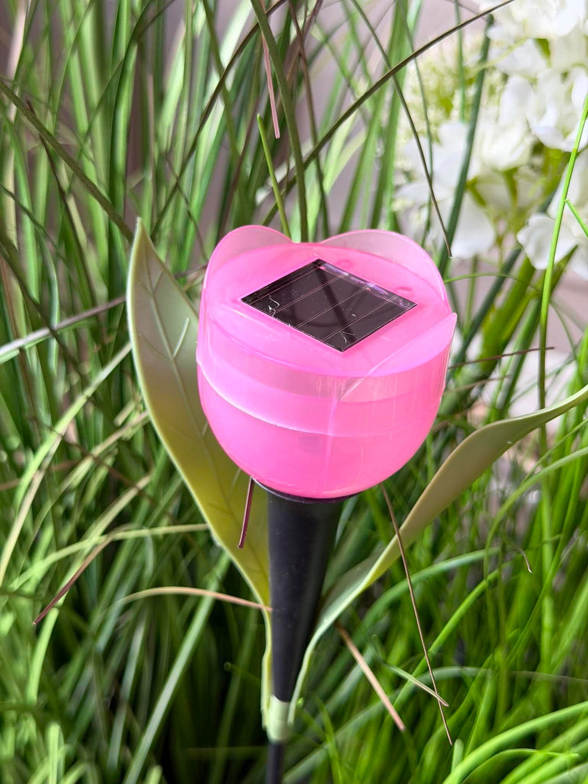 Tulipan Solar - Meerdere kleuren