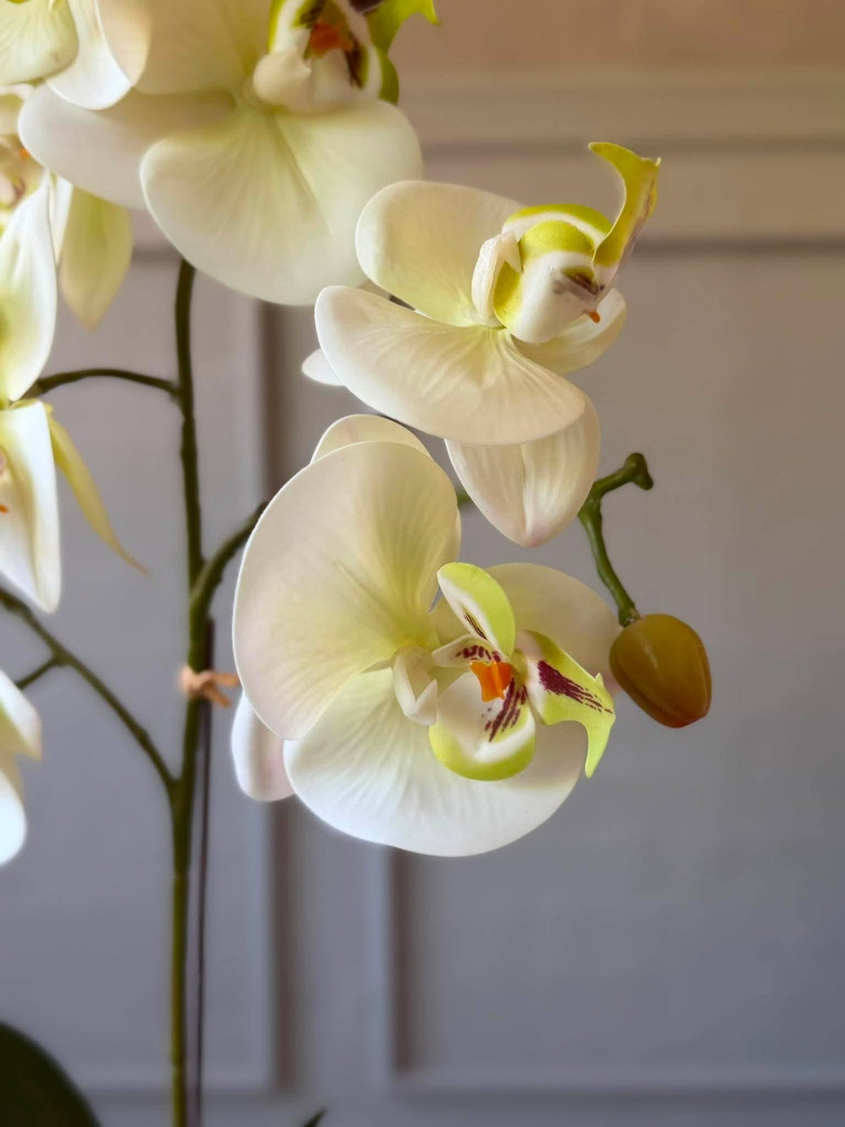 Orchidee in pot - Wit