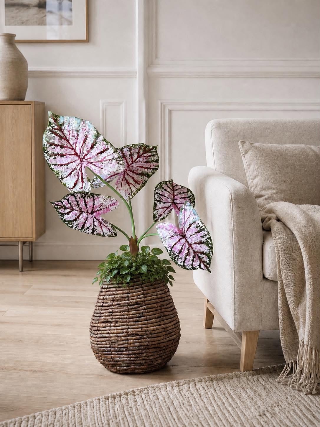 Plant Caladium H:67 cm Roze/Groen