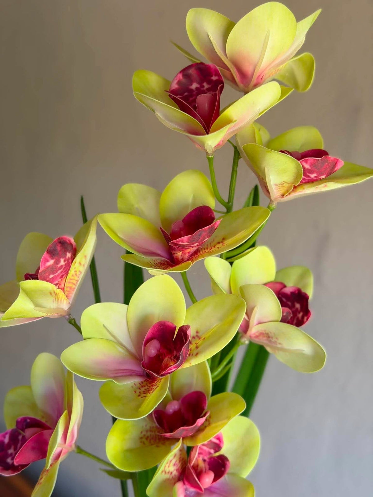 Orchidee steel - 43 cm Roze / geel