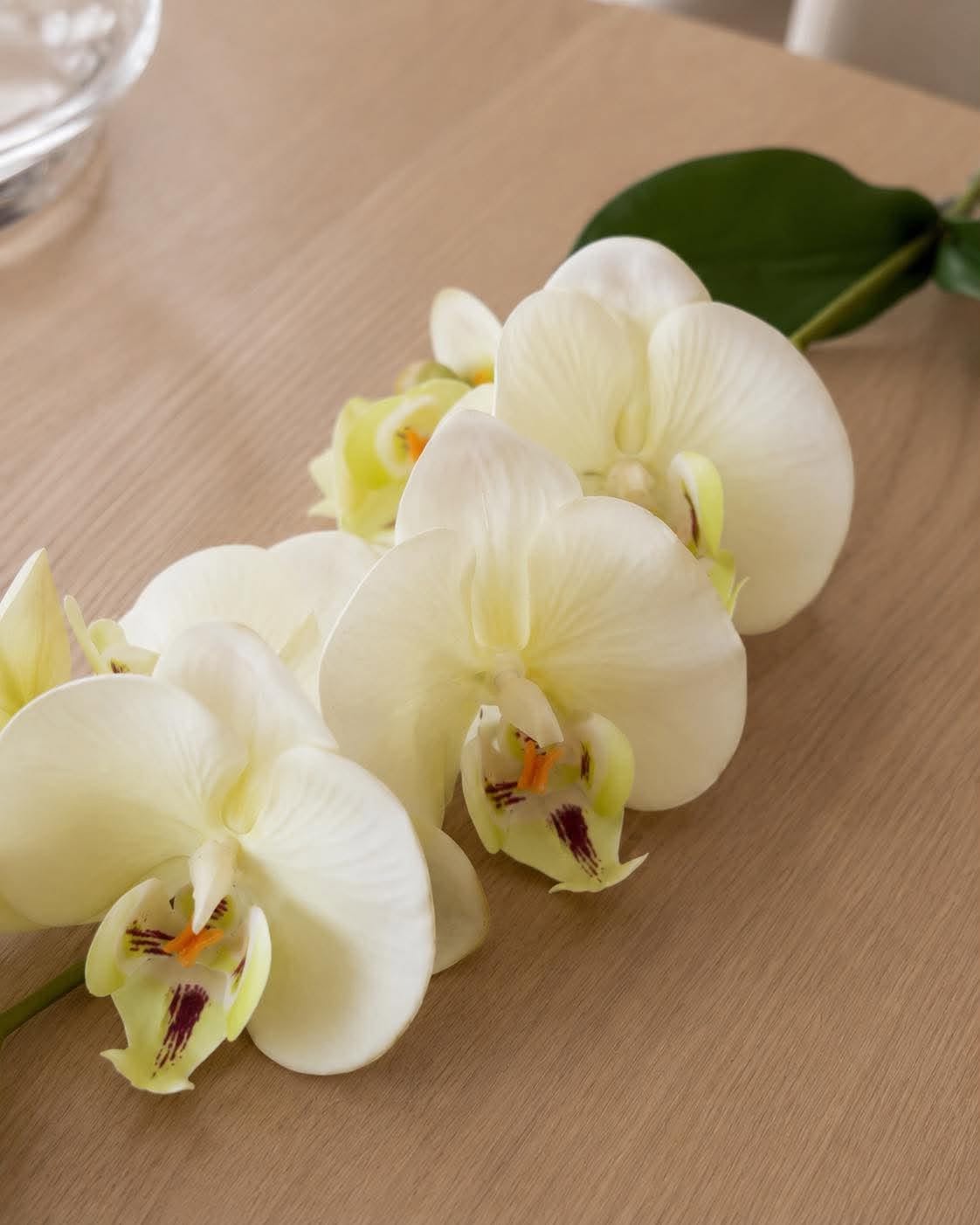 Orchideeënstengel - 41 cm - Wit