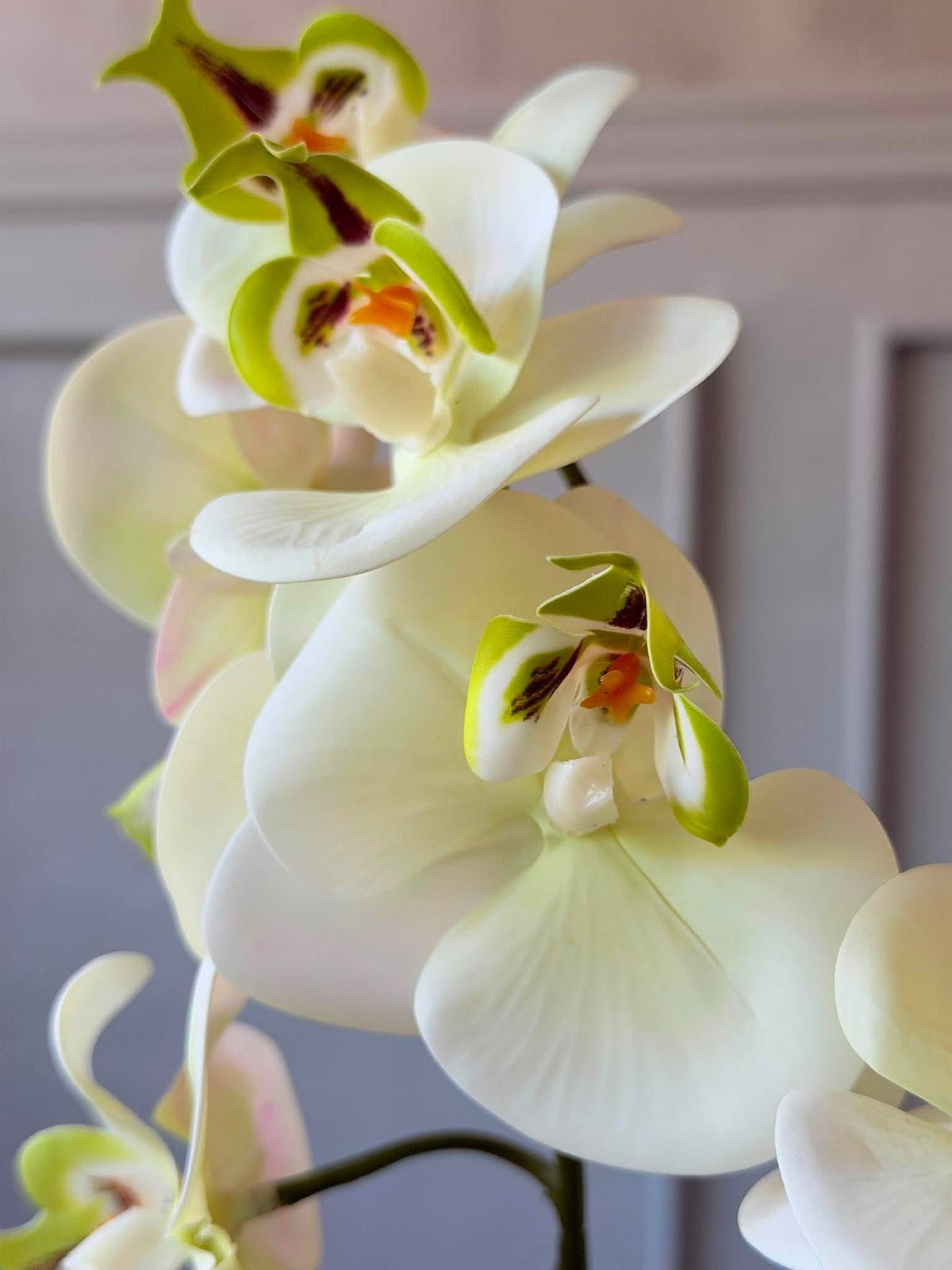 Orchidee in pot - Wit