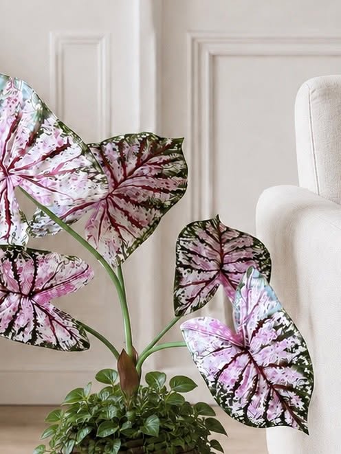 Plant Caladium H:67 cm Roze/Groen