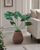 Planten Alocasia Big H:79 cm Groen