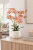 Orchidee in pot - Roze 50cm