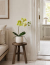 Orchidee in pot - Limoen 36cm