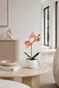 Orchidee in pot - Roze 36cm
