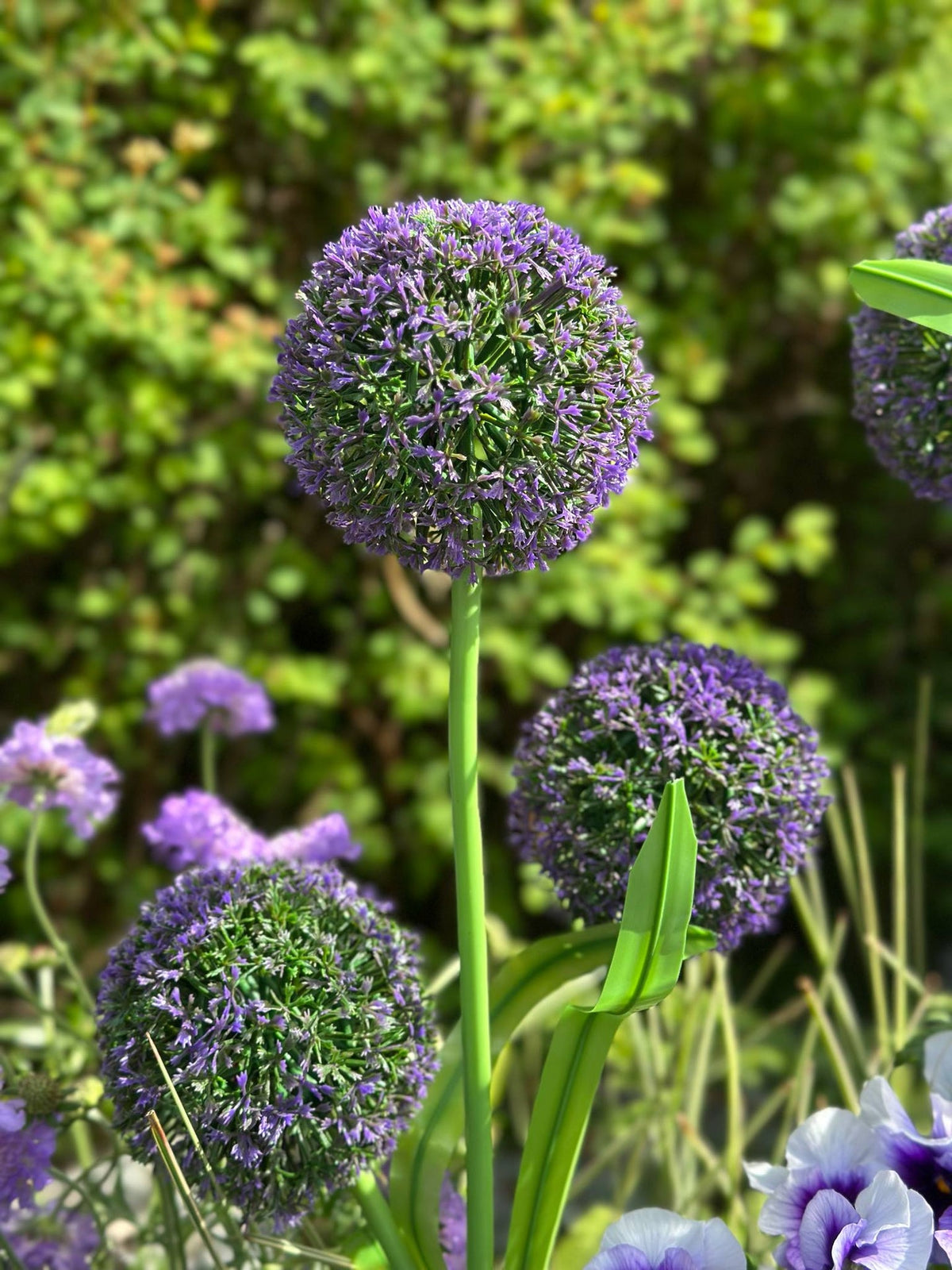 Sierui op zonne-energie – Blauw