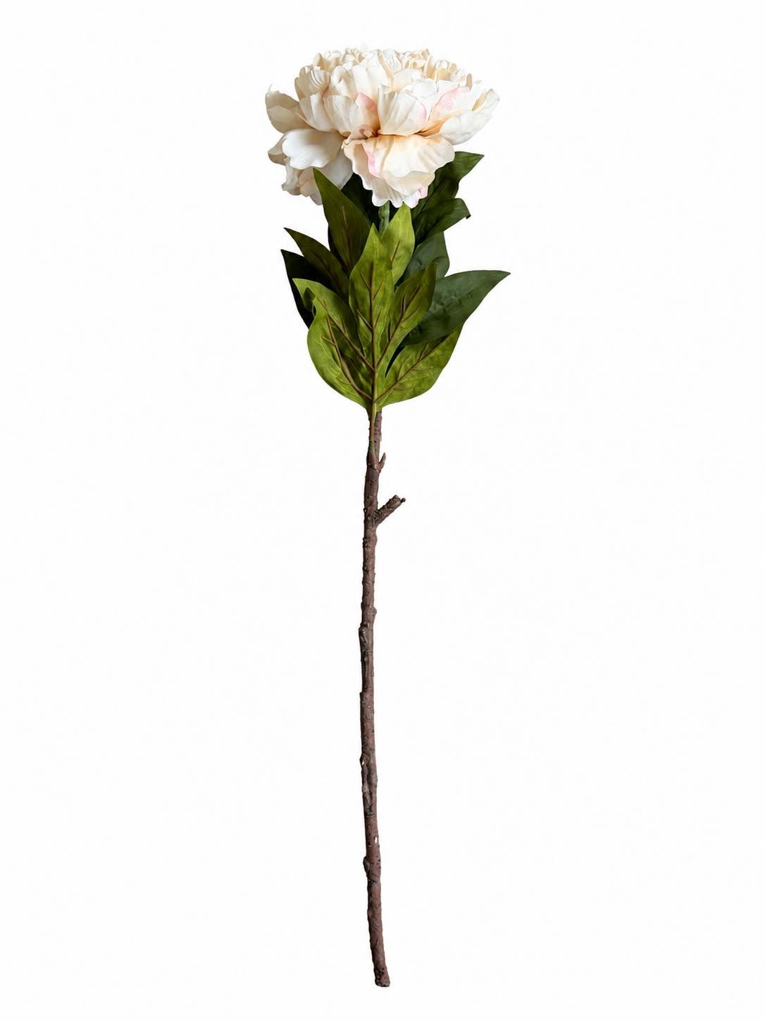 Pioen steel 72 cm - Crème