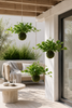 Hangplant hart philodendron