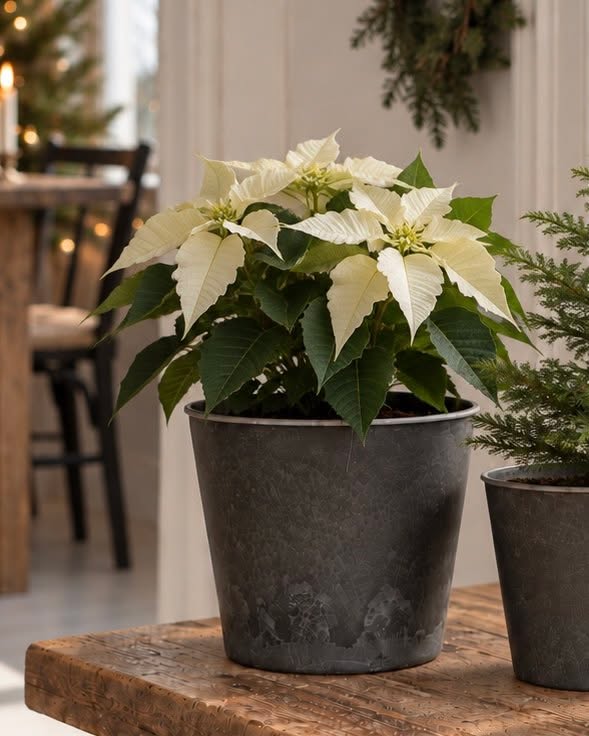 Pot in betonlook – Groot