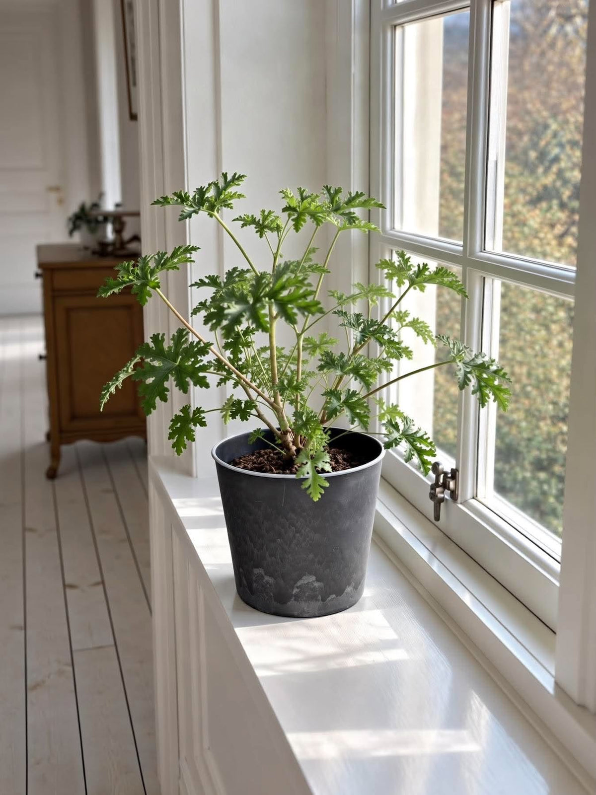 Pot in betonlook – Groot