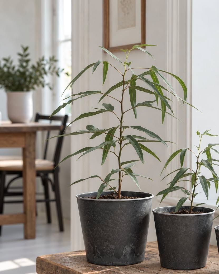 Pot in betonlook – Groot