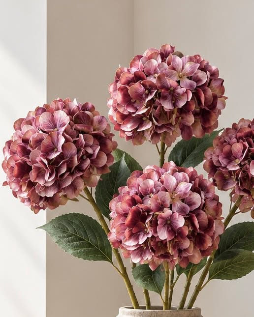 Hortensia gebrande kleuren - Mix