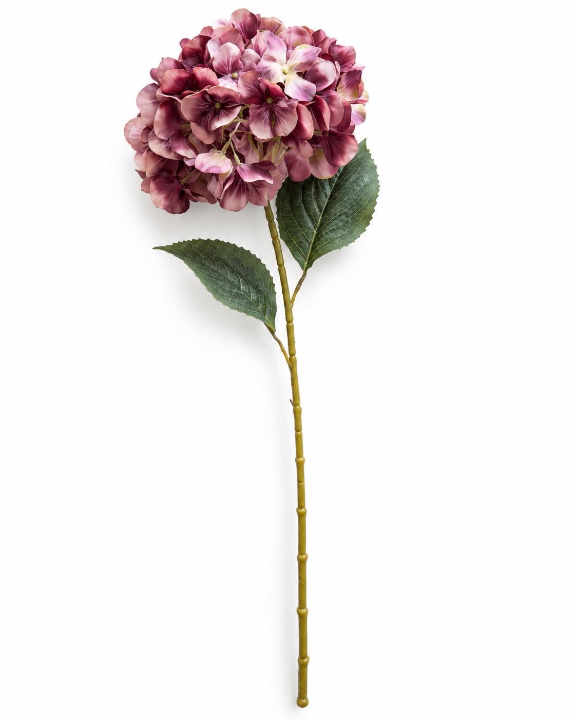 Hortensia gebrande kleuren - Mix