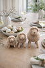 Schaap Natuur – Klein
