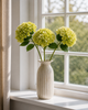 Hortensia Stengel - Lime
