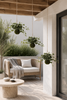 Hangplant klimop