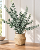 Eucalyptus met mand