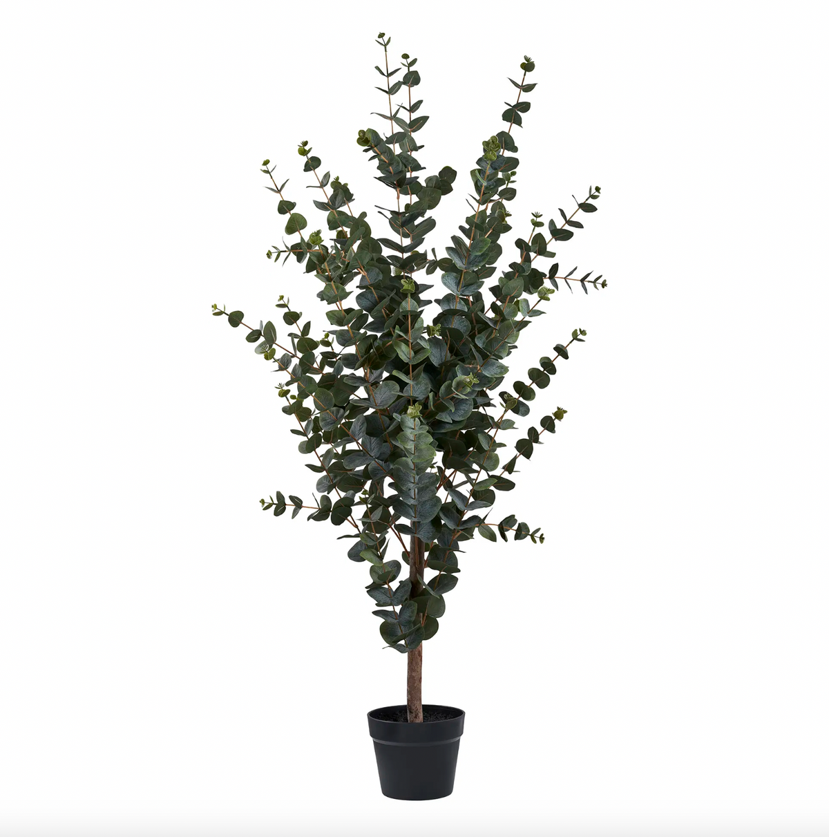 Eucalyptusbom