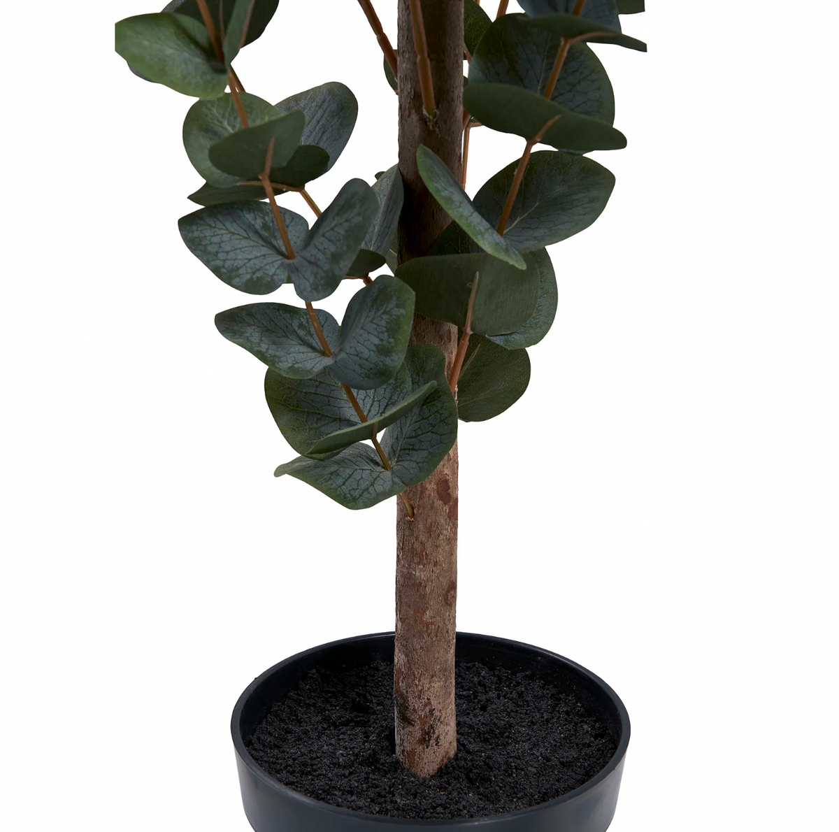 Eucalyptusbom