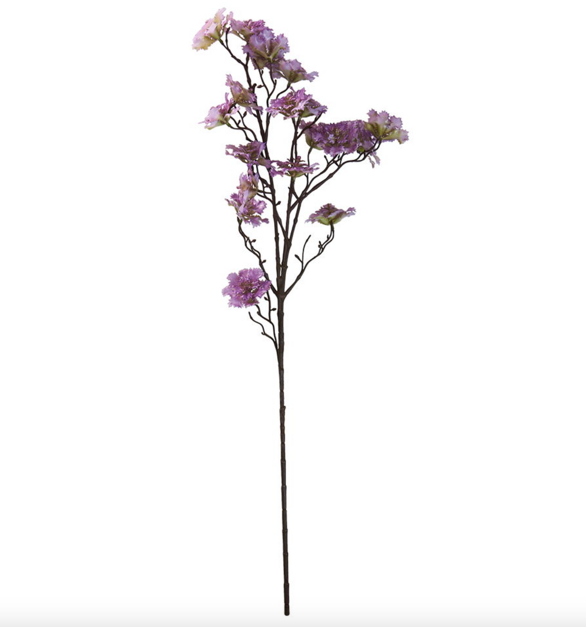 Bloem anjer