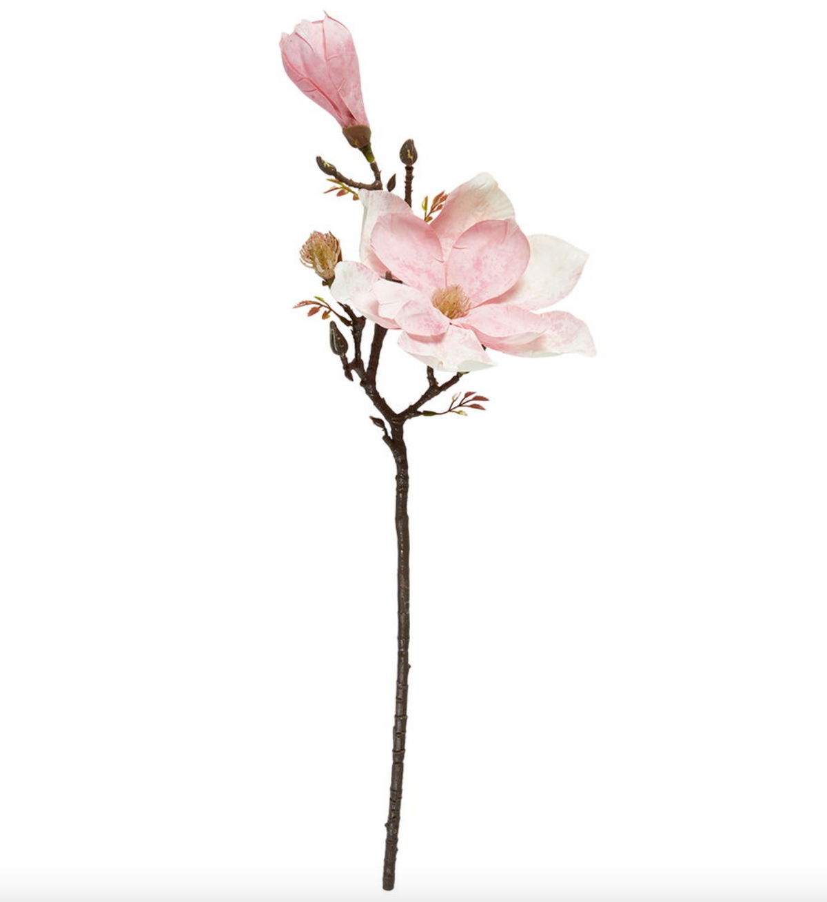 Blomst magnolia steel